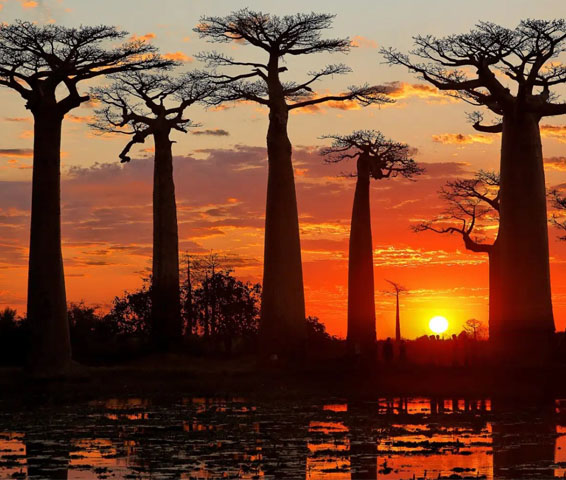 Voyages vers Morondava