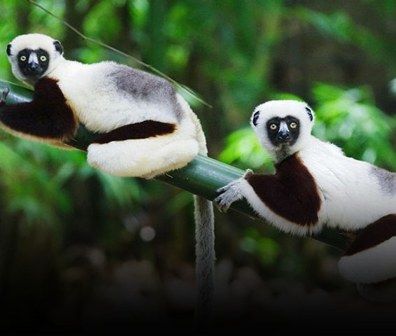 Voyages vers Morondava